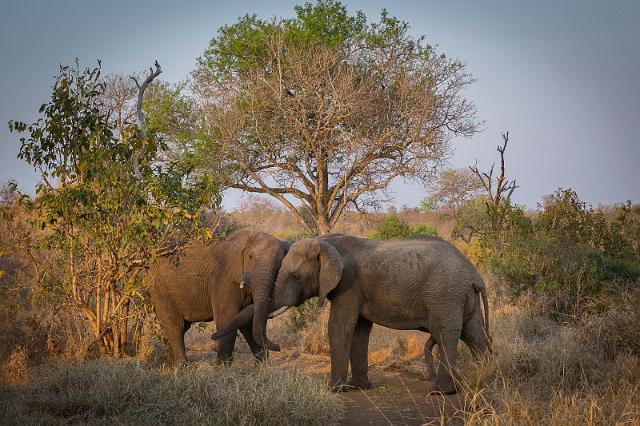 112 Zuid-Afrika, Sabi Sand Game Reserve.jpg